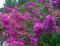 Sioux/Tonto/Twilight/Pink Velour & Sarah's Favorite Crepe Myrtles